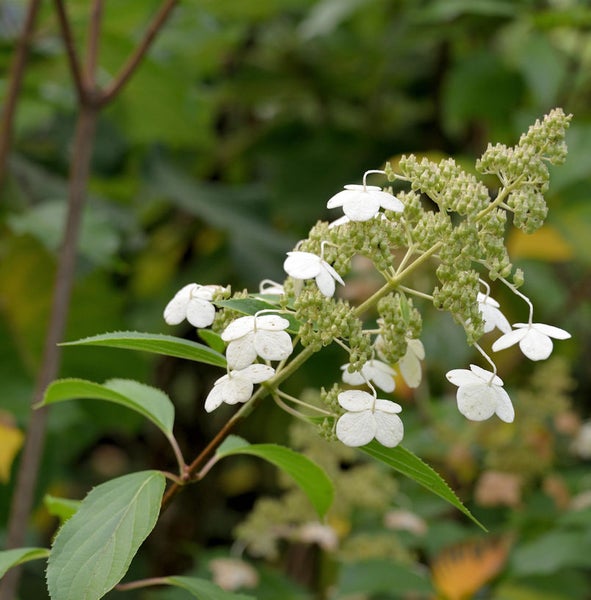 Rispenhortensie mit weißen Blüten und grünen Blättern