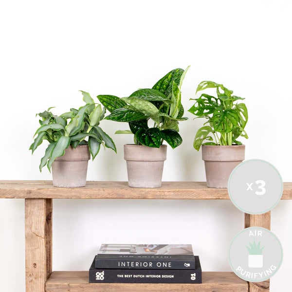 3x Botanischer Zimmerpflanzen-Mix – Epipremnum – Monstera-Affe – Murdannia – ⌀12 cm – ↕20-25 cm