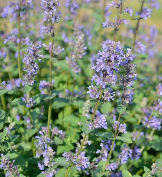 Nahaufnahme einer Nepeta Pflanze mit lila Blüten und grünen Blättern