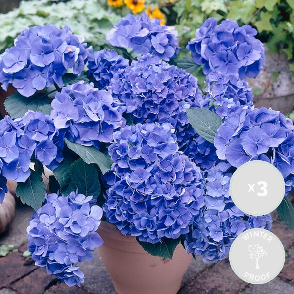 Bloomique - 3er-Set - Hydrangea Macrophylla Early Blue - Hortensie - Bauernhortensie - Gartenpflanzen - Winterhart - 20-30 cm Hoch - Topf 10,5 cm