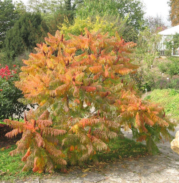 Essigbaum im Garten mit herbstlichem Laub