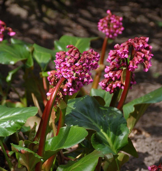 Bergenie Staude mit pinkfarbenen Blüten und grünen Blättern