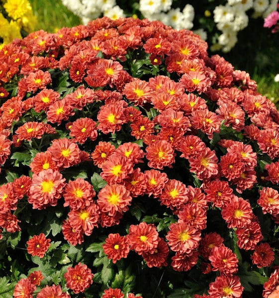 Kugelchrysantheme mit vielen Blüten
