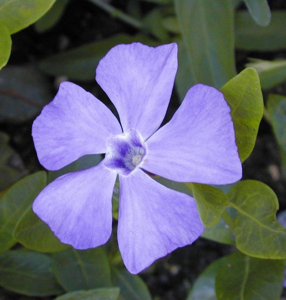 Immergrün Pflanze mit Blüte