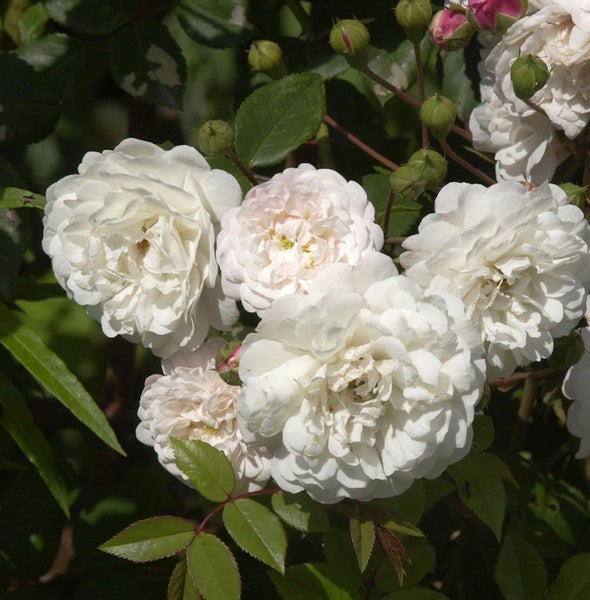 Nahaufnahme von weißen Rosenblüten und grünen Blättern.
