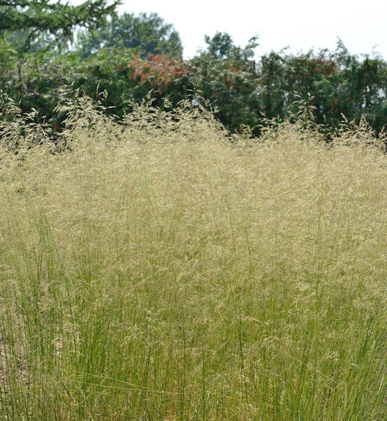 Hohes Ziergras im Garten