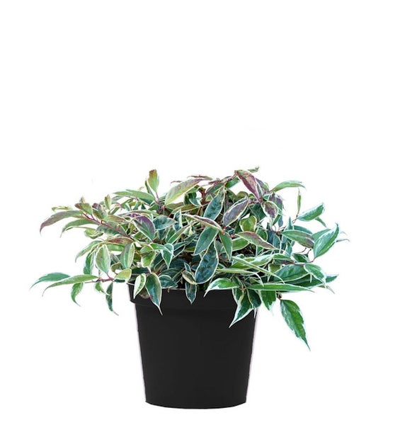 Topf mit buntblättriger Eibe für den Innenbereich