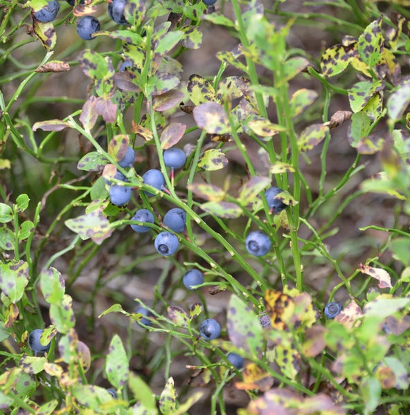 Nahaufnahme von Blaubeeren am Strauch