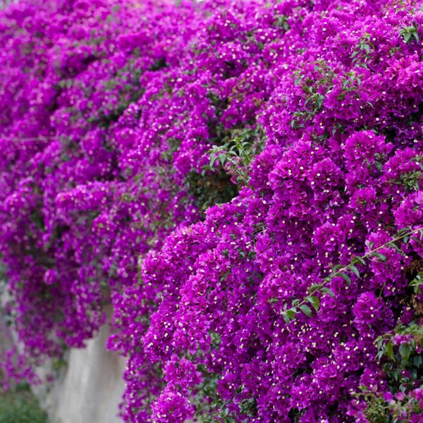 Bloomique - Bougainvillea - Gartenpflanzen - Kletterpflanze - Winterhart - ⌀19 cm - ↕65-75 cm