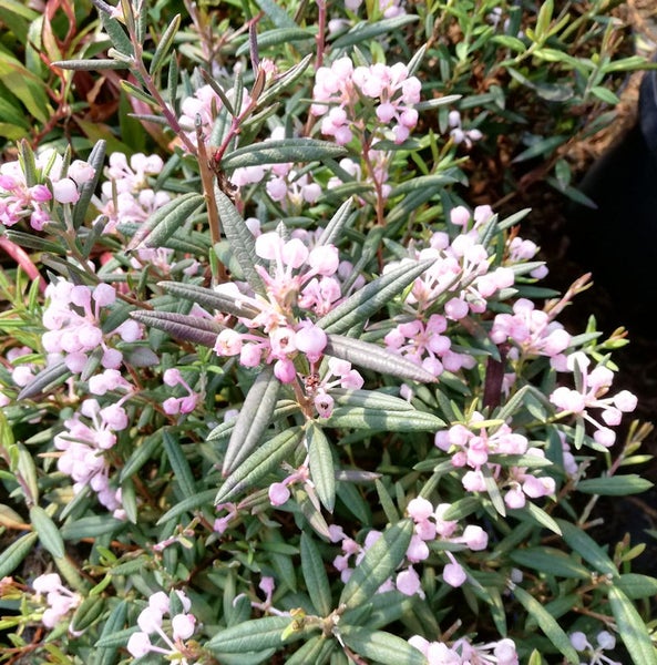 Blühende Lavendelheide mit länglichen Blättern
