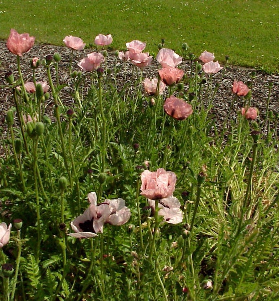 Mohnblumen im Gartenbeet