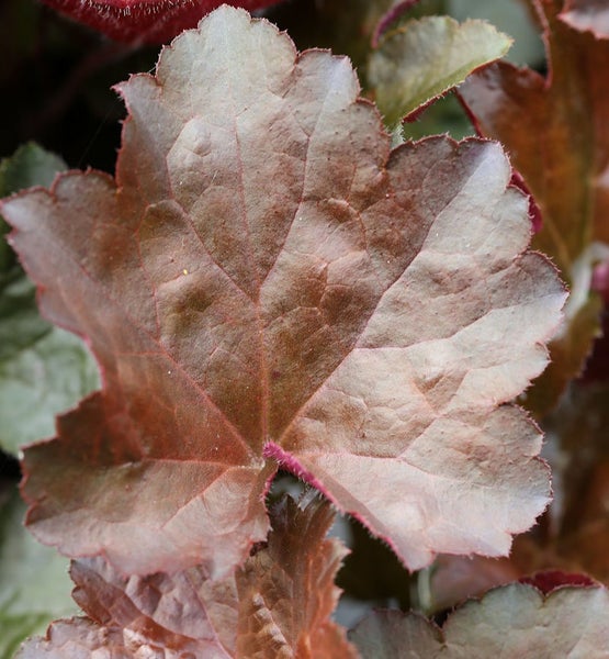 Heuchera Blatt Nahaufnahme