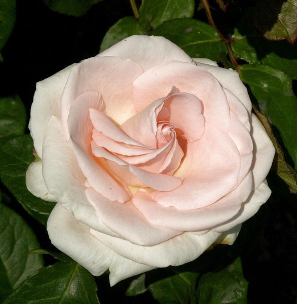 Nahaufnahme einer einzelnen Rose mit Blütenblättern