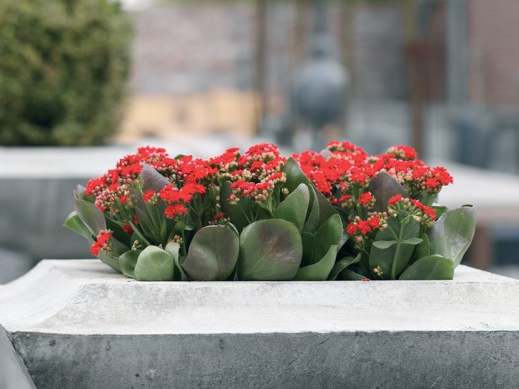 Blühende Kalanchoe-Pflanze mit roten Blüten