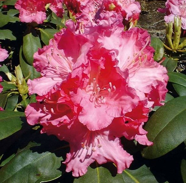 Nahaufnahme einer Rhododendronblüte