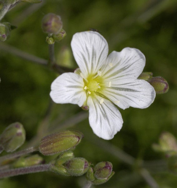Nahaufnahme einer blühenden Fetthenne Pflanze