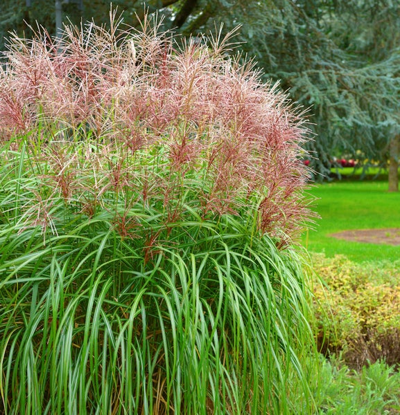 Chinaschilf Gras im Garten