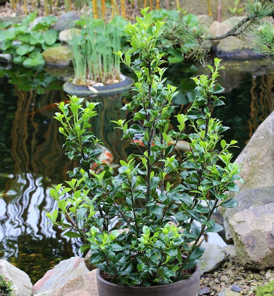 Stechpalme im Topf vor Teichkulisse