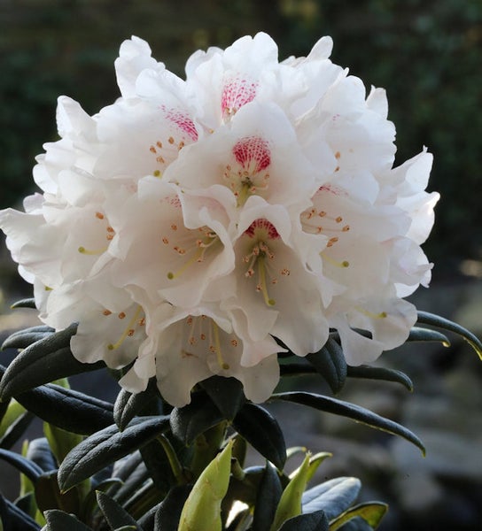 Blütenstand eines Rhododendrons mit weißen Blütenblättern und Blättern