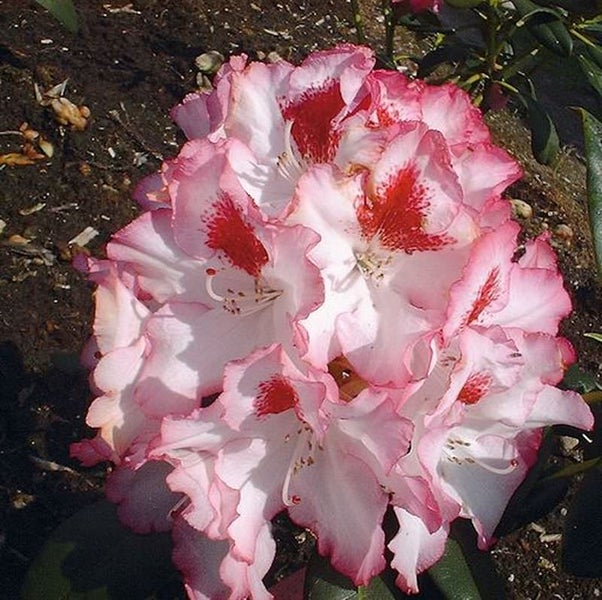Nahaufnahme einer Rhododendronblüte mit roten Flecken