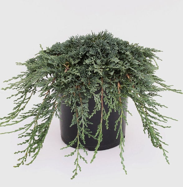 Kriechender Wacholder in einem Topf