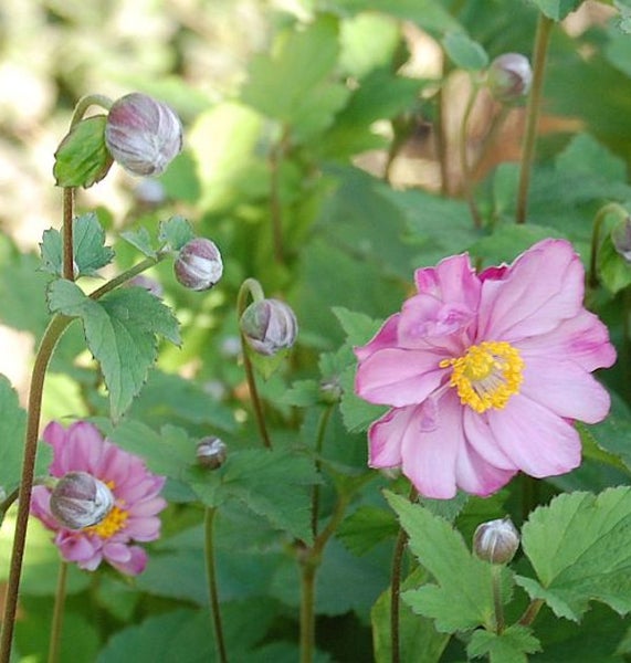 Blütenstände der Herbst-Anemone mit rosa Blütenblättern und gelben Staubgefäßen im Garten.
