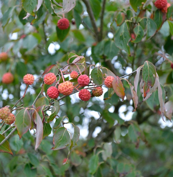 Blühender Blumenhartriegelbaum mit roten Früchten und grünen Blättern.