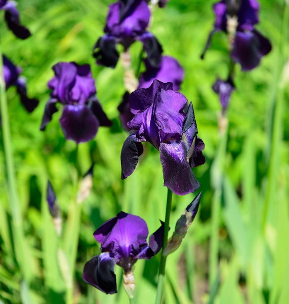 Nahaufnahme von Schwertlilien im Garten