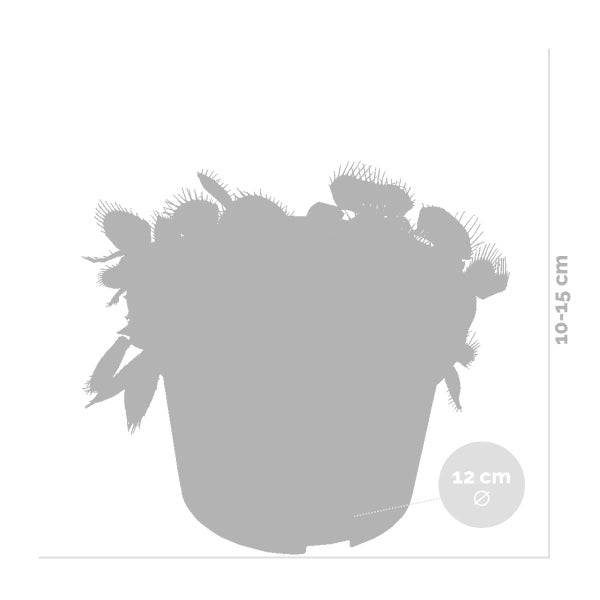 2x Dionaea Muscipula – Fleischfressende Pflanze – Pflegeleicht –⌀12 cm – ↕10-15 cm