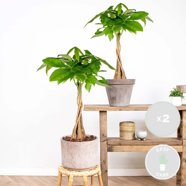 Bloomique - 2er Set - Pachira Aquatica - Glückskastanie - Zimmerpflanzen - Luftreinigend - Pflegeleicht - Höhe 50-60 cm - Topf 17 cm