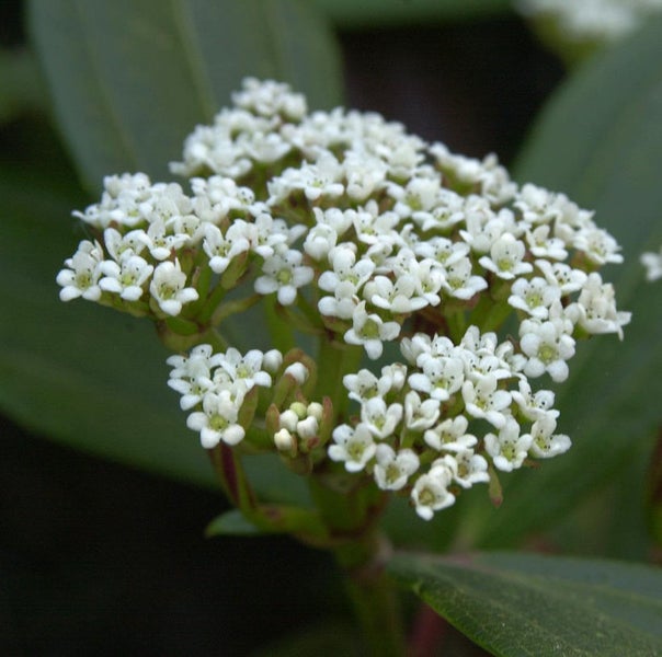 Nahaufnahme einer Viburnum tinus Pflanze mit weißen Blüten