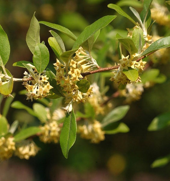 Blühender Ölweidenzweig mit Blättern