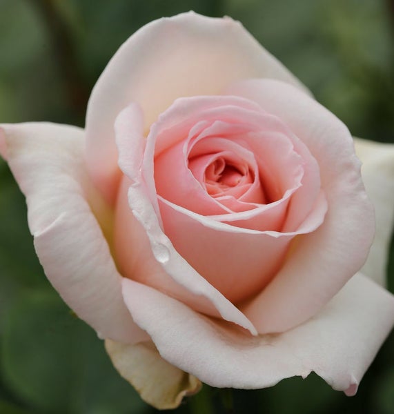 Nahaufnahme einer hellrosa Rose