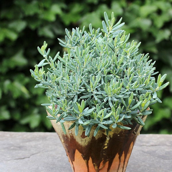 Rosmarinbusch in einem Topf