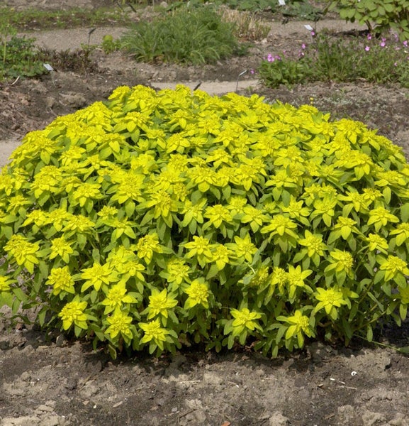 Euphorbia Pflanzenball im Gartenbeet