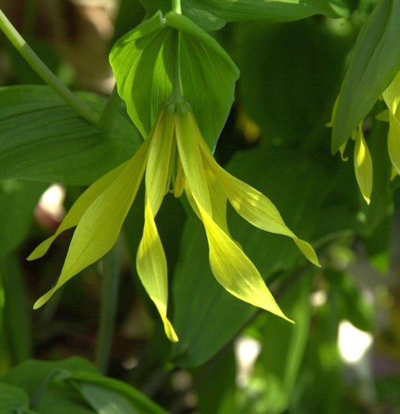 Gelbe Hundszahnlilie mit Blättern