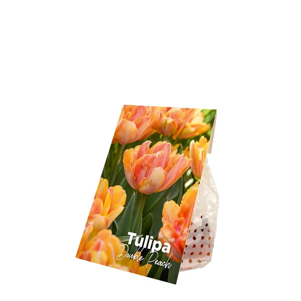 Bloomique - Mischung aus 20 - Tulipa Double Peach - Tulpenzwiebeln - gefüllte Blume - Blumenzwiebeln - Frühlingsblüte - mehrjährige Pflanzen - wird bis zu 30-35 cm groß