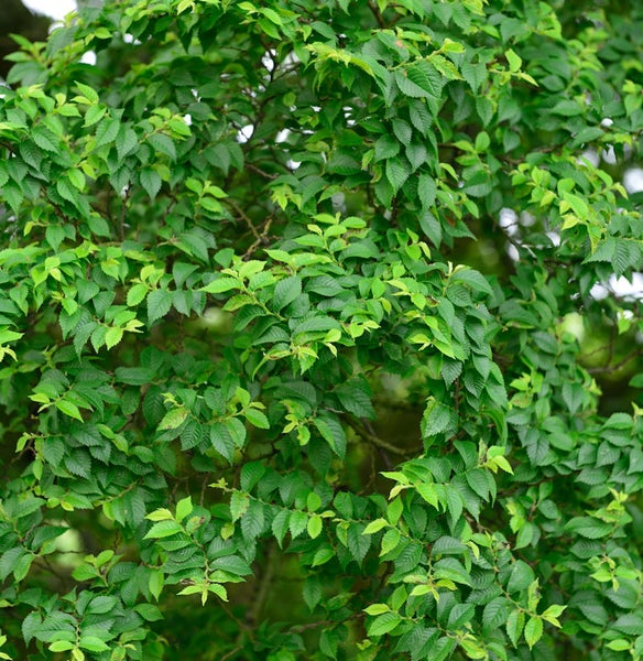 Nahaufnahme eines Baumes mit grünen Blättern