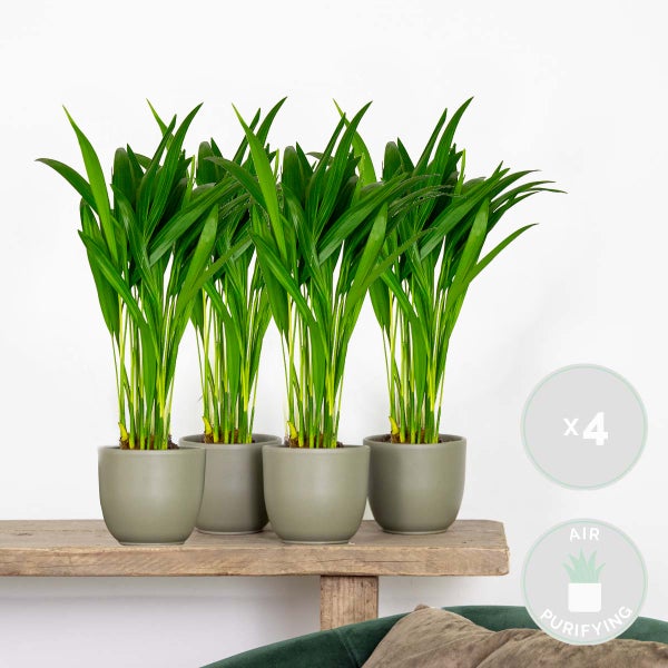 4x Dypsis Lutescens - Goldpalme - Zimmerpflanze - Pflegefreundlich – ⌀10,5 cm - ↕25-30 cm