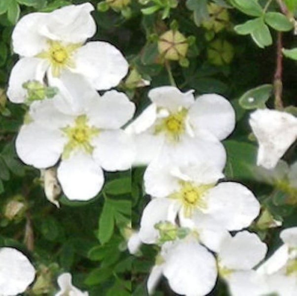 Blühende Potentilla mit weißen Blüten