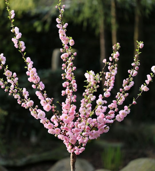 Zierkirsche mit rosa Blüten