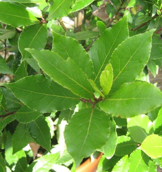 Lorbeerbaumblätter Nahaufnahme