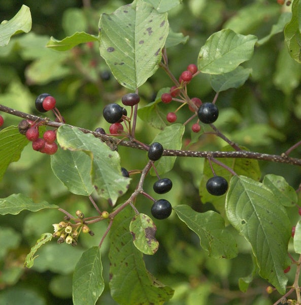 Zweig mit Faulbaum mit Blättern und Früchten