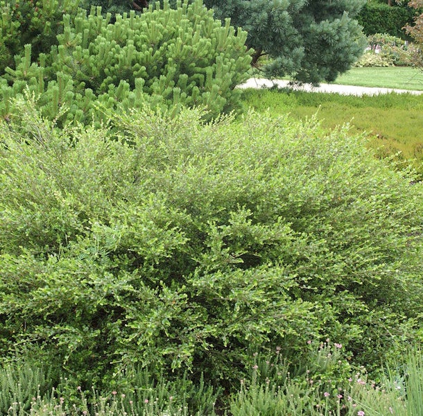 Strauch im Garten mit grünen Blättern