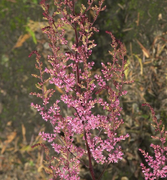 Astilbe Pflanze mit filigranen Blütenrispen