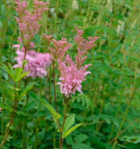 Echtes Mädesüß mit rosa Blüten