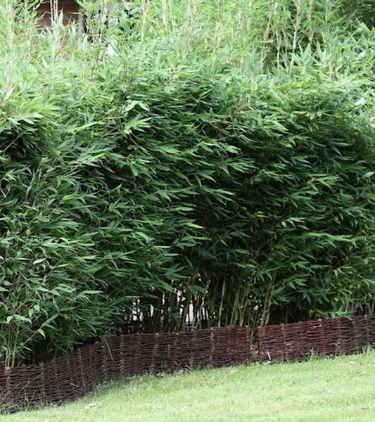 Bambushecke mit Flechtzaun im Garten.