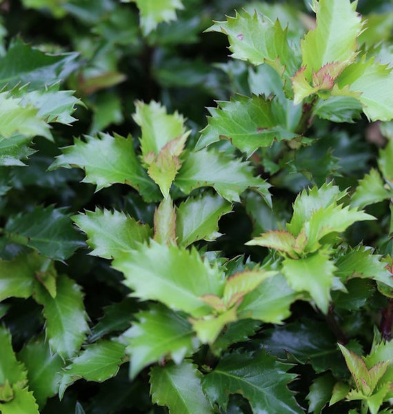 Stechpalme mit gezackten Blättern