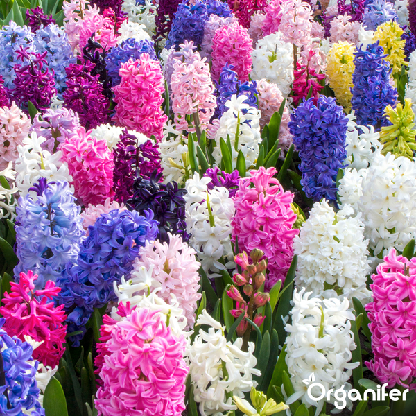 Feld mit Hyazinthenblüten in verschiedenen Farben