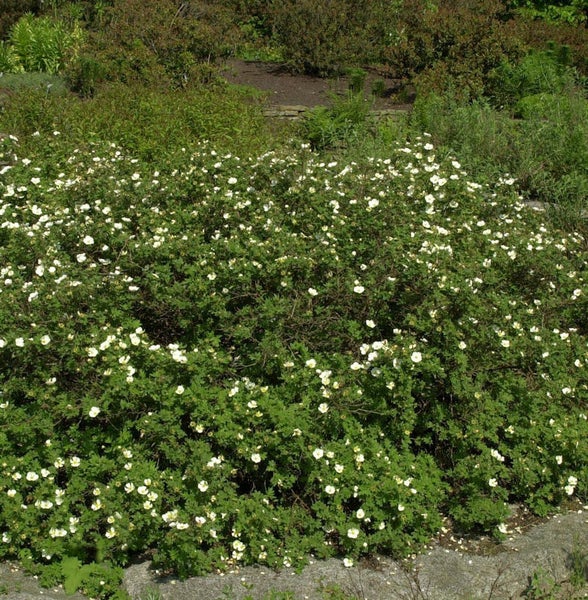 Blühender Strauch mit grünen Blättern und weißen Blüten im Garten.